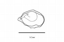   Embryo:   Aextoxicon punctatum ; Illustration by K. Parker, Kirkbride et al. (2006)
