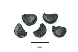   Seeds:   Agave cerulata ; Photo by R. Gibbons, USDA APHIS PPQ, Kirkbride et al. (2006) 
