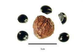   Fruit, seed:   Cordyline cannifolia ; Photo by R. Gibbons, USDA APHIS PPQ, Kirkbride et al. (2006) 
