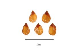   Seeds:   Argyroderma testiculare ; Photo by R. Gibbons, USDA APHIS PPQ, Kirkbride et al. (2006)
