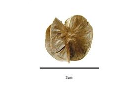   Fruit:   Tetragonia arbuscula ; Photo by R. Gibbons, USDA APHIS PPQ, Kirkbride et al. (2006)
