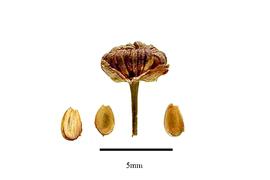   Infructescence, fruits:   Alisma plantago-aquatica ; USDA APHIS PPQ, Kirkbride et al. (2006) 
