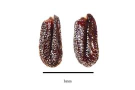   Seeds:   Alisma plantago-aquatica ; Photo by R. Gibbons, USDA APHIS PPQ, Kirkbride et al. (2006)
