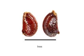   Seeds:   Echinodorus tenellus ; Photo by R. Gibbons, USDA APHIS PPQ, Kirkbride et al. (2006) 
