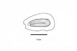   Embryo:   Alisma lanceolatum ; Illustration by K. Parker, Kirkbride et al. (2006)
