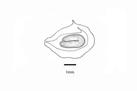   Embryo:   Sagittaria pygmaea ; Illustration by K. Parker, Kirkbride et al. (2006) 
