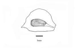   Embryo:   Sagittaria sagittifolia ; Illustration by K. Parker, Kirkbride et al. (2006) 
