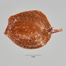 Betulaceae | Fruit and Seed Family ID