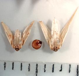 Amaranthaceae | Fruit and Seed Family ID