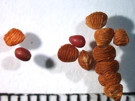   Fruit, seed:   Alysicarpus  sp., fruit segments (right), some still intact (bottom right). Two free seeds, one (left) with hilum visible; Photo by A. Margina, USDA APHIS PPQ, imageID.idtools.org
