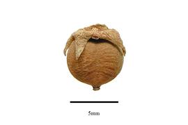   Fruit:   Alzatea verticilliata ; Photo by R. Gibbons, USDA APHIS PPQ, Kirkbride et al. (2006)
