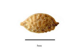   Fruit:     Amborella trichopoda ; Photo by R. Gibbons, USDA APHIS PPQ, Kirkbride et al. (2006)
