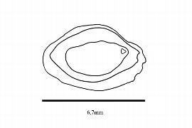   Embryo:   Amborella trichopoda ; Illustration by K. Parker, Kirkbride et al. (2006)
