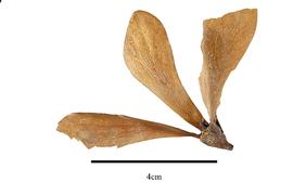   Fruit:   Ancistrocladus extensus ; Photo by R. Gibbons, USDA APHIS PPQ, Kirkbride et al. (2006)
