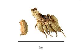   Infructescence, fruit:   Aponogeton distachyos ; Photo by R. Gibbons, USDA APHIS PPQ, Kirkbride et al. (2006) 
