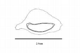   Embryo:   Aponogeton madagascariensis ; Illustration by K. Parker, Kirkbride et al. (2006) 
