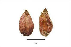   Fruits:   Cyrtosperma senegalense ; Photo by R. Gibbons, USDA APHIS PPQ, Kirkbride et al. (2006)
