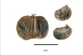   Fruit:   Mackinlaya confusa ; Photo by R. Gibbons, USDA APHIS PPQ, Kirkbride et al. (2006)
