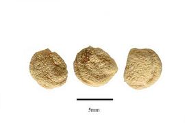   Fruit:   Panax pseudoginseng ; Photo by R. Gibbons, USDA APHIS PPQ, Kirkbride et al. (2006)
