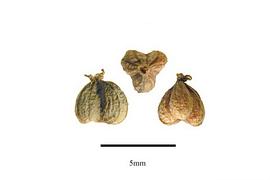   Fruits:   Panax trifolius ; Photo by R. Gibbons, USDA APHIS PPQ, Kirkbride et al. (2006)
