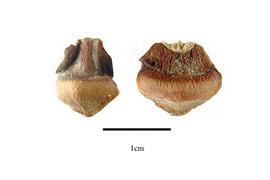  Scale:  Agathis australis ; Photo by R. Gibbons, USDA APHIS PPQ, Kirkbride et al. (2006)
