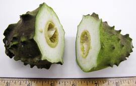   Fruit:   Araujia  sp., cross-section; Photo by N. Diaz, USDA APHIS PPQ, imageID.idtools.org
