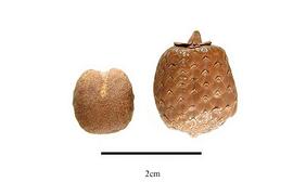   Fruit, seed:   Eremospatha hookeri ; Photo by R. Gibbons, USDA APHIS PPQ, Kirkbride et al. (2006) 
