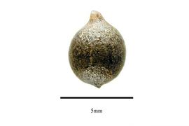   Fruit:   Geonoma binervia ; Photo by R. Gibbons, USDA APHIS PPQ, Kirkbride et al. (2006) 
