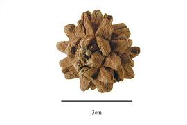   Fruit:   Johannesteijsmannia altifrons ; Photo by R. Gibbons, USDA APHIS PPQ, Kirkbride et al. (2006) 
