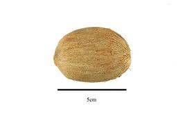   Fruit:   Attalea eichleri ; Photo by R. Gibbons, USDA APHIS PPQ, Kirkbride et al. (2006) 
