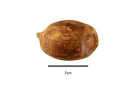   Fruit:   Attalea speciosa ; Photo by R. Gibbons, USDA APHIS PPQ, Kirkbride et al. (2006) 
