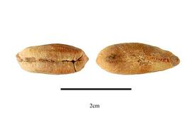   Seeds:   Phoenix dactylifera ; Photo by R. Gibbons, USDA APHIS PPQ, Kirkbride et al. (2006) 
