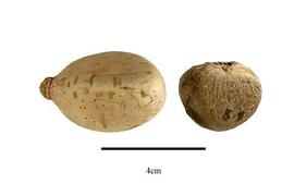   Pyrene, seed:   Phytelephas macrocarpa  subsp.  macrocarpa ; Photo by R. Gibbons, USDA APHIS PPQ, Kirkbride et al. (2006) 
