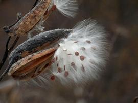   Fruit:   Asclepias syriaca ; Photo by Ryan Hodnet, wiki.org
