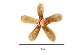   Fruit:   Asteropeia multiflora ; Photo by R. Gibbons, USDA APHIS PPQ, Kirkbride et al. (2006)
