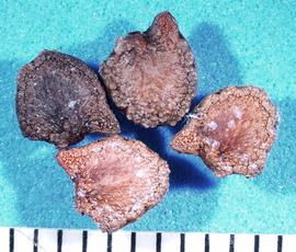 Gallery | Fruit and Seed Family ID