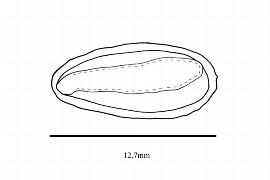   Embryo:   Balanops balansae ; Illustration by K. Parker, Kirkbride et al. (2006)
