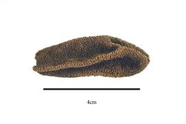   Fruit:   Balanophora latisepala ; Photo by R. Gibbons, USDA APHIS PPQ, Kirkbride et al. (2006)
