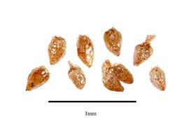   Seeds:   Balanophora latisepala ; Photo by R. Gibbons, USDA APHIS PPQ, Kirkbride et al. (2006)
