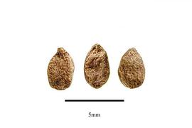   Seeds:   Impatiens glandulifera ; Photo by R. Gibbons, USDA APHIS PPQ, Kirkbride et al. (2006)
