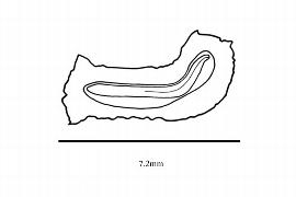   Embryo:   Hydrocera triflora ; Illustration by K. Parker, Kirkbride et al. (2006)
