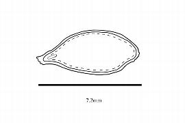   Embryo:   Barbeya oleoides ; Illustration by K. Parker, Kirkbride et al. (2006)
