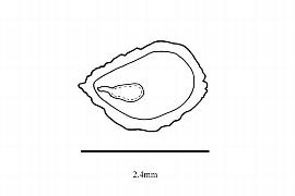   Embryo:   Batis maritima ; Illustration by K. Parker, Kirkbride et al. (2006)
