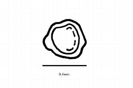   Embryo:   Symbegonia  sp.; Illustration by K. Parker, Kirkbride et al. (2006)
