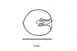   Embryo:   Caulophyllum robustum ; Illustration by K. Parker, Kirkbride et al. (2006)
