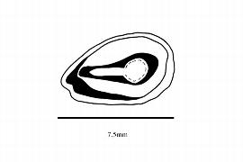   Embryo:   Mahonia napaulensis ; Illustration by K. Parker, Kirkbride et al. (2006)
