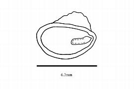   Embryo:   Podophyllum peltatum ; Illustration by K. Parker, Kirkbride et al. (2006)
