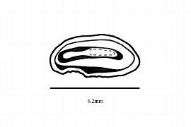   Embryo:   Ranzania japonica ; Illustration by K. Parker, Kirkbride et al. (2006)
