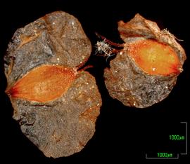   Fruits:   Betula  sp.; Photo by M. Towata, USDA APHIS PPQ, imageid.idtools.org
