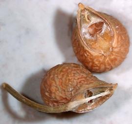   Fruits:   Bifora  sp., detached mericarps; Photo by K.E. Clancy, USDA APHIS PPQ, imageID.idtools.org
